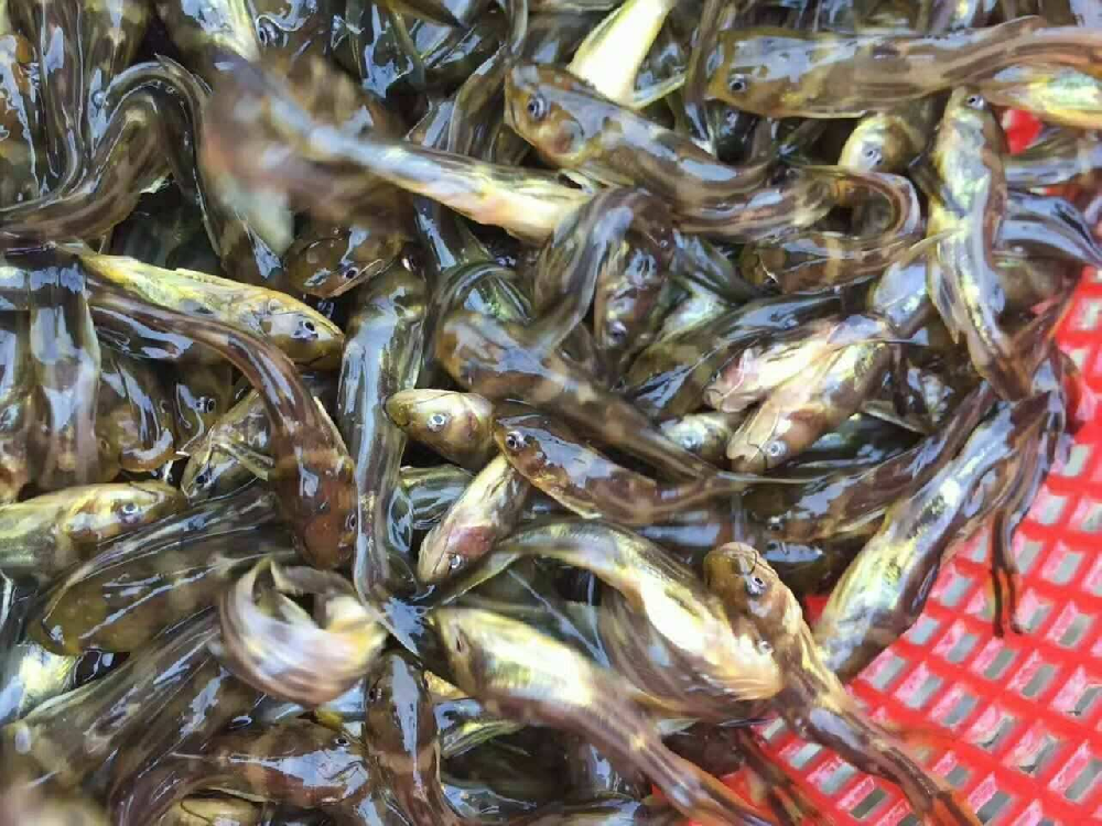 黄骨鱼鱼苗